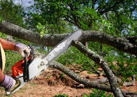 How Our Tree Care Process Works  in  Ransom Canyon, TX