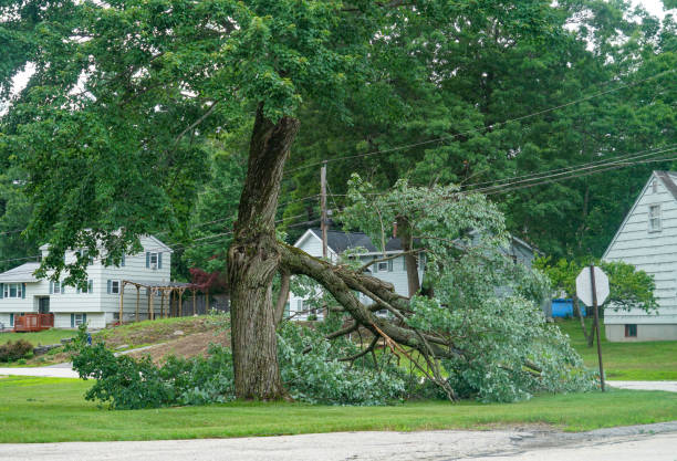 Ransom Canyon, TX  Tree Services Company